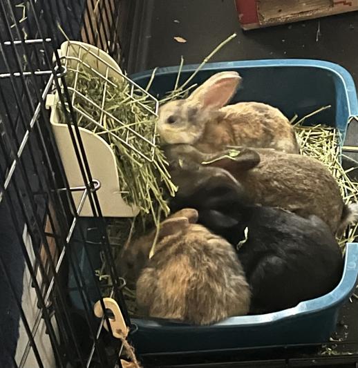 Viking Farmer Alfalfa Hay for Rabbits & Small Pets