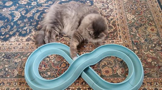 Turbo track 2025 cat toy