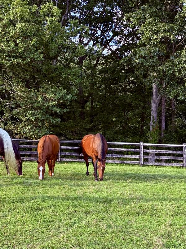 Shiny and chunky old guys.