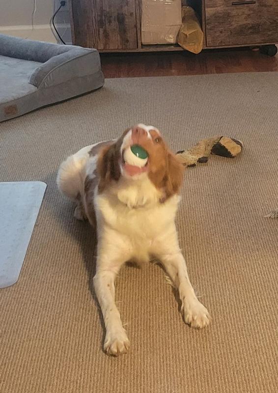 Amber chewing on the TropiClean ball