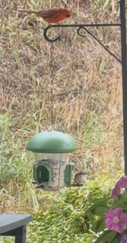 red cardinal watching small bird on feeder
