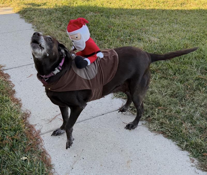 Ready for Her Christmas Walk!