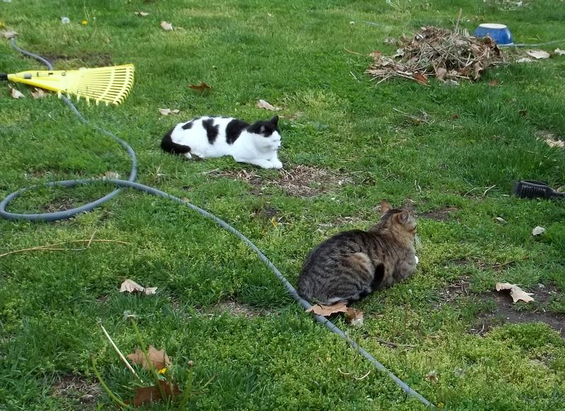 Minnow (Queen of the Cats) sits with Marty waiting for the rest of the gang