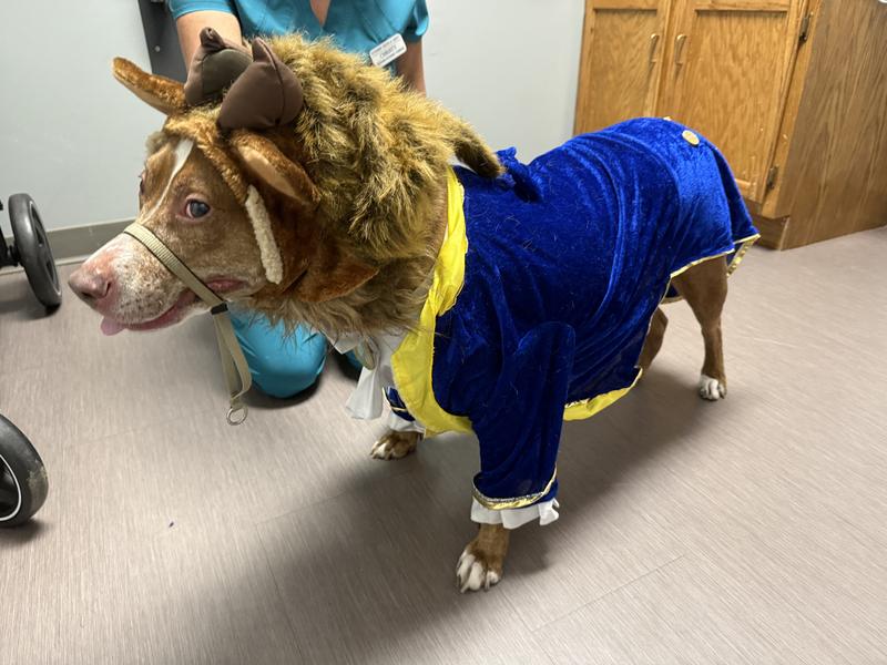 My dashing beast I love so much!