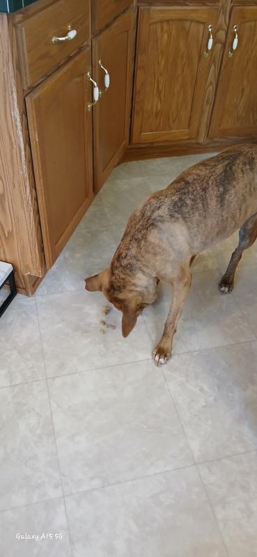 Doof devouring Dr Gary's Freeze Dried Fish