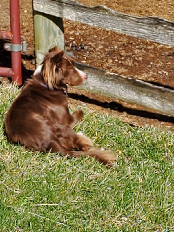 My dogs play outside, this helps kill mites .