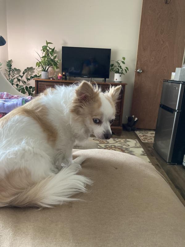 Before and during grooming