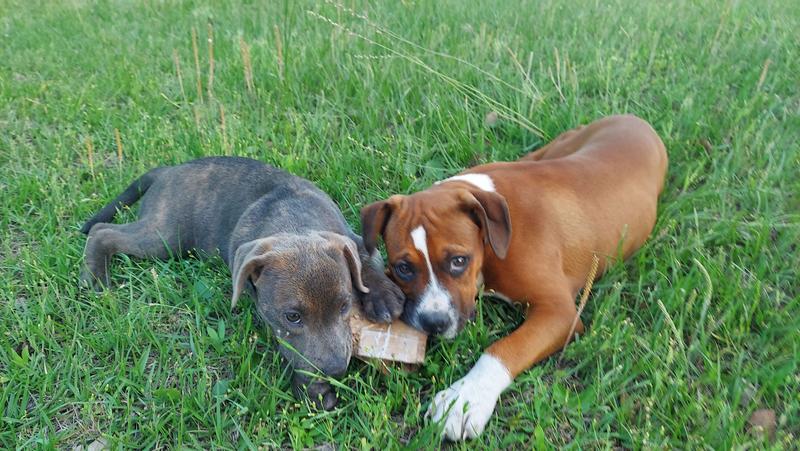 This is Liz 6months (The Dark Brindle who got sick) and Loki 6months (My Happy go lucky durp a durp) These are Both Brother and sister Liz was the runt