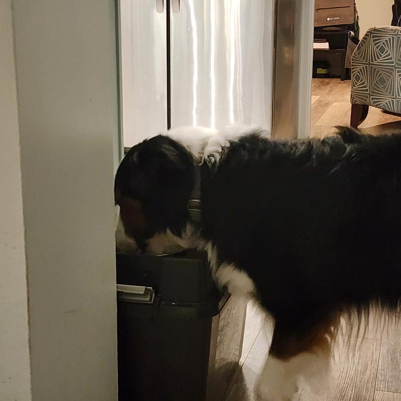 Screenshot from a video of him completely enjoying his meal!