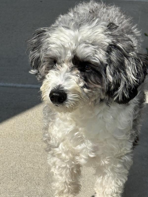 White fur is getting better