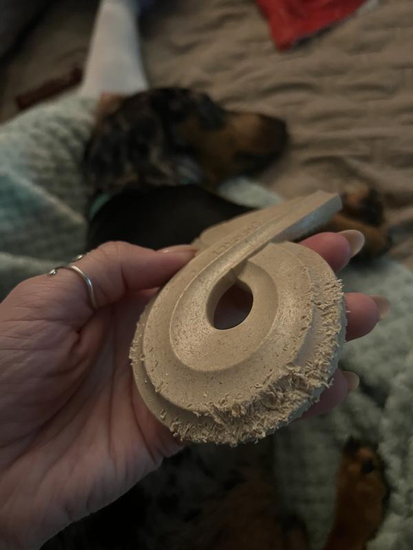 About 20 minutes of chewing damage done by our extreme chewer