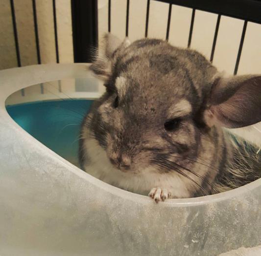 Emerging from a dust bath
