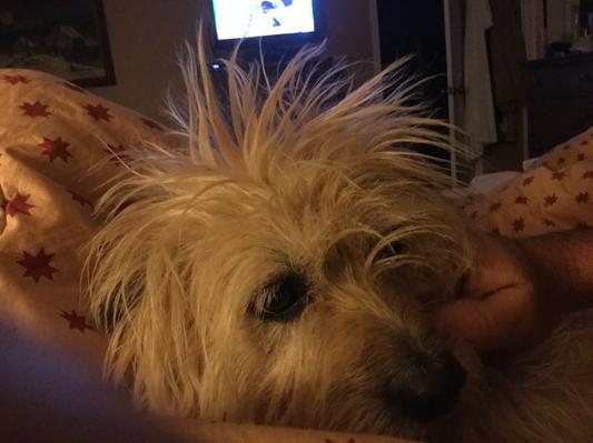 Foxy having a regular hair day.