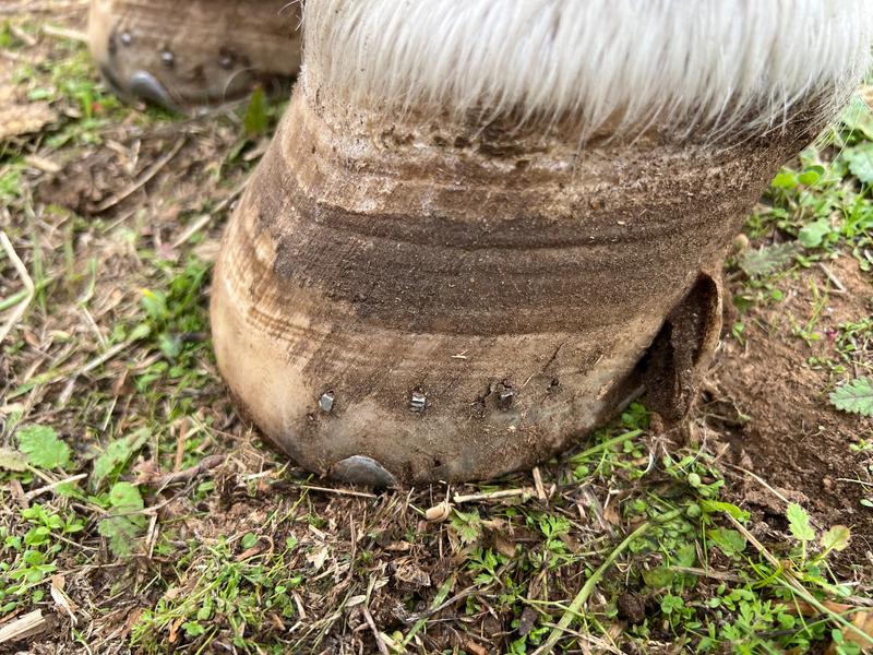 hoof tear, outside