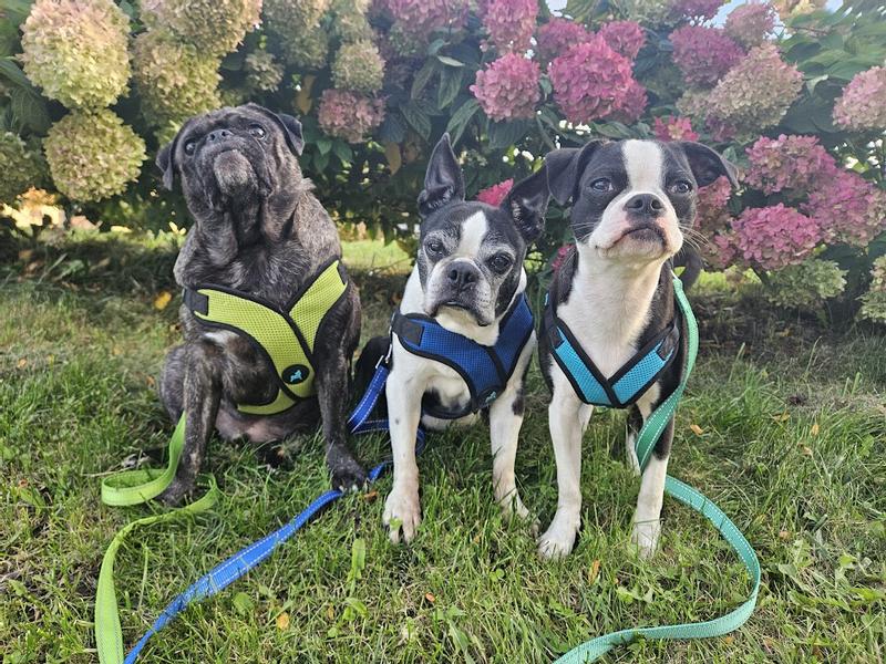 All 3 of my dogs sportin' the gooby comfort x step in harness