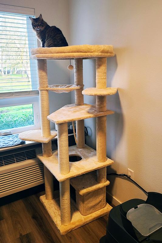 Brand new cat tree... and Leo loves it!