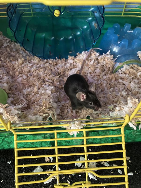 This one is my mouse Echo who does like to burrow but also likes to kick around the bedding