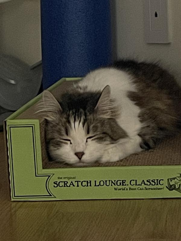 Safe and Secure on her Scratch Lounge Classic