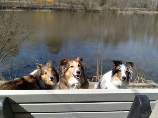 My 3 shelties on a walk in a park.
