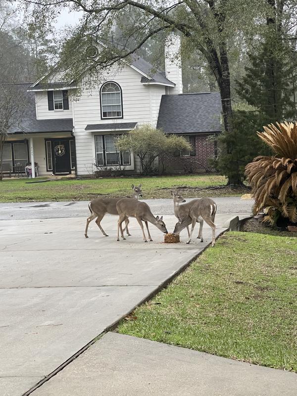 Feed two and they will invite their friends