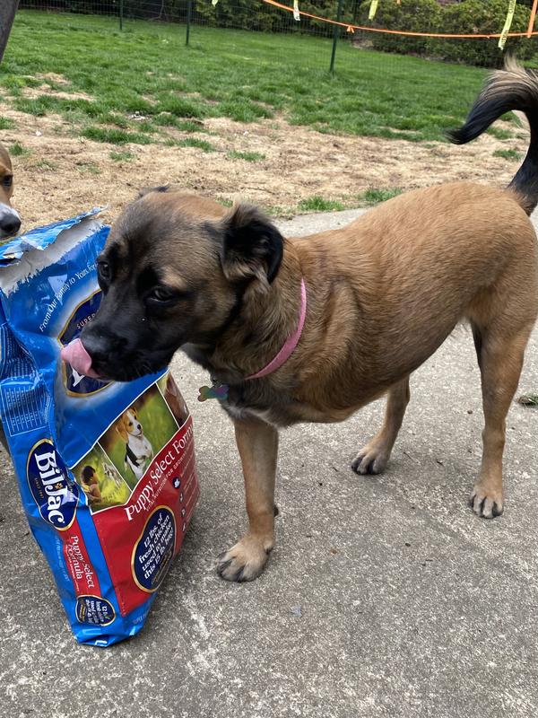 Saylor’s introduction to Bil-Jac dog food