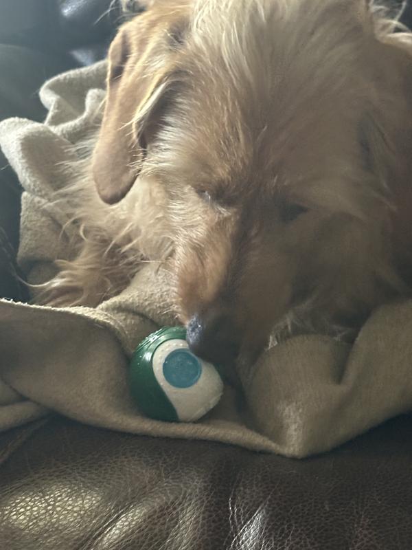 Even licking, the dental gel holder (the blue circle in the white area) is so small, it’s hard for the dog to get the gel on their teeth.