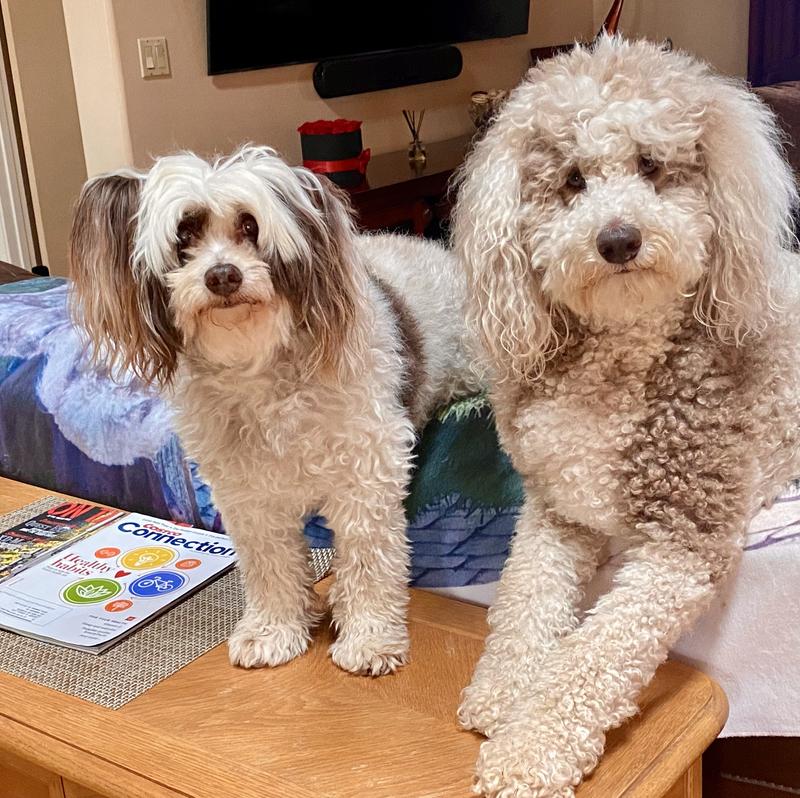 Maya & Rocky are 2 happy, healthy doggies, they love Hill's Science Diet Dry and wet dog food.  Chewy's is the BEST!!!