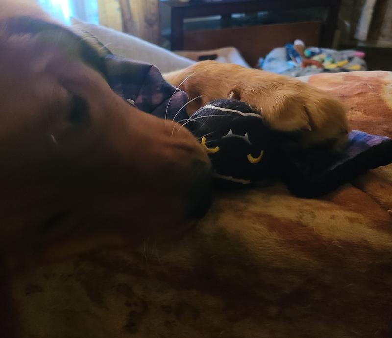 Mindy's bat ball toy