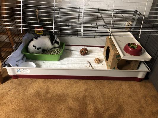 MidWest Wabbitat Deluxe Rabbit Home | Chewy (Free Shipping)