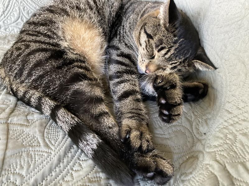 A little rest after a delicious meal