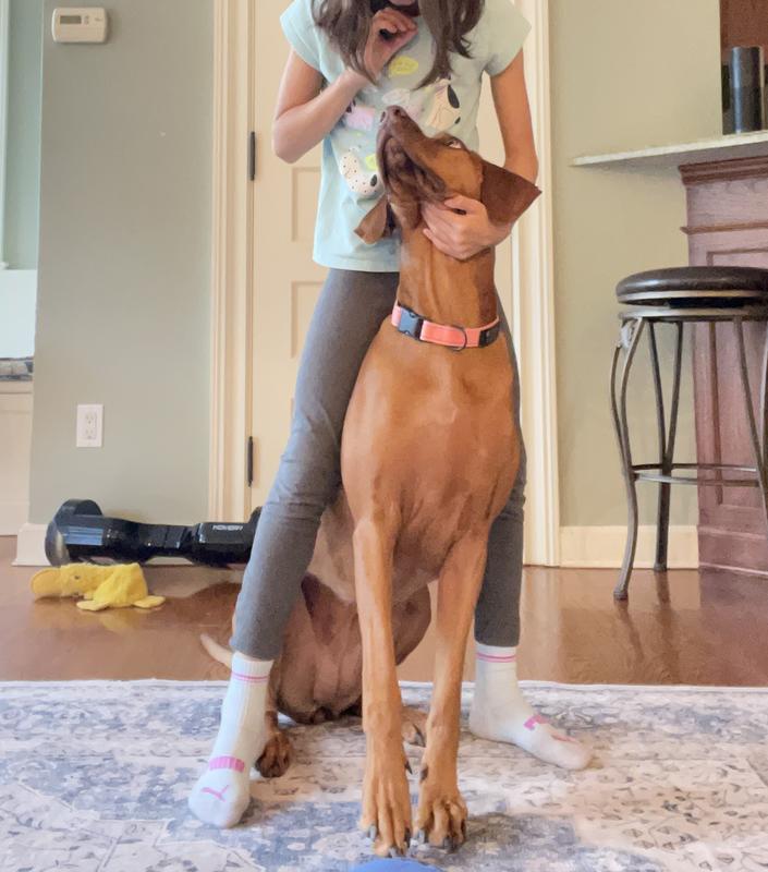 Zelda learning to come through and sit for Finley's Lamb Bites.