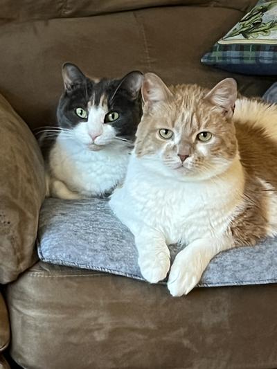 Reese on left is 12. Ziggy is 10. We look great for our ages