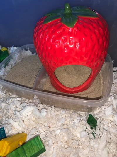 Strawberry hamster outlet house