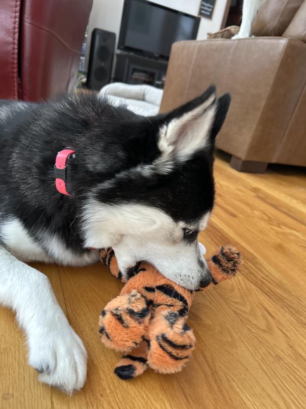 Toffy’s Tiger, but Luna likes it, too!