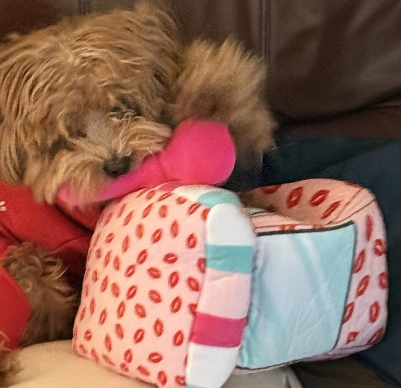 My Maltipoo loves the toys