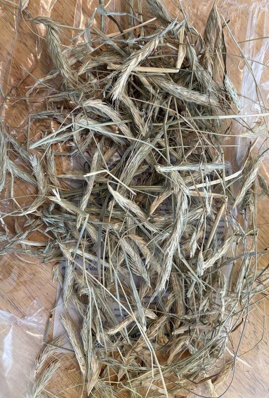 Seed heads from one bag