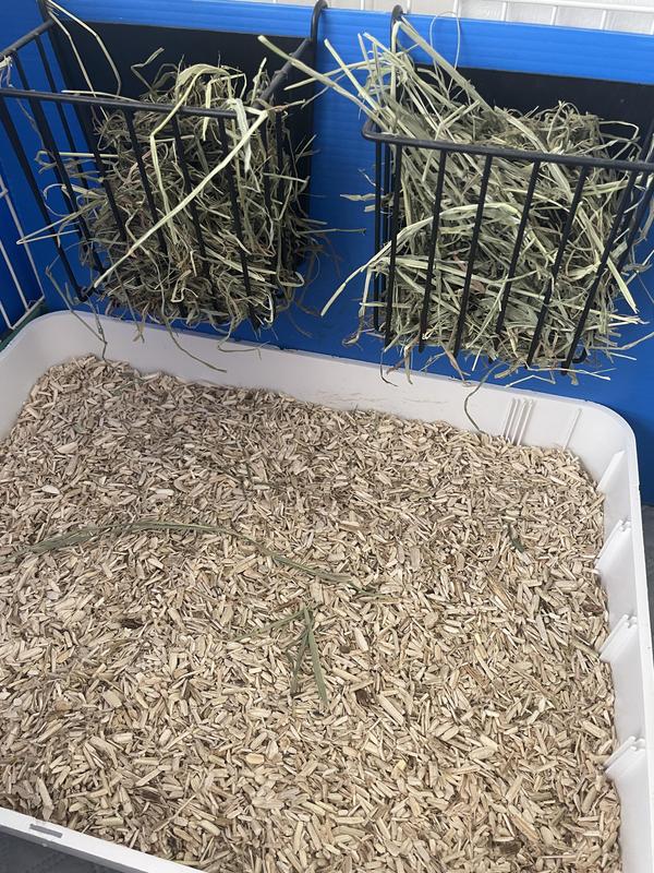 My litter box set up