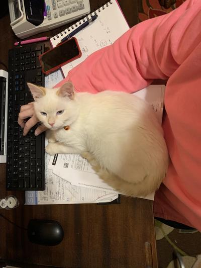 Leo is very grateful if his new home and extremely affectionate