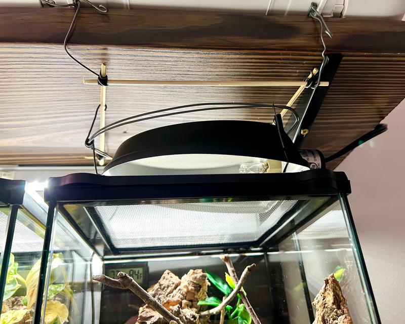 Invertebrate keeper in a reptile world.