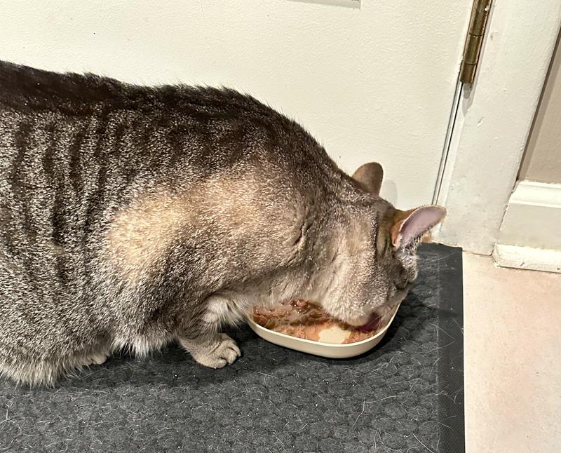 Luna enjoying her Cat Person Chicken & Turkey recipe
