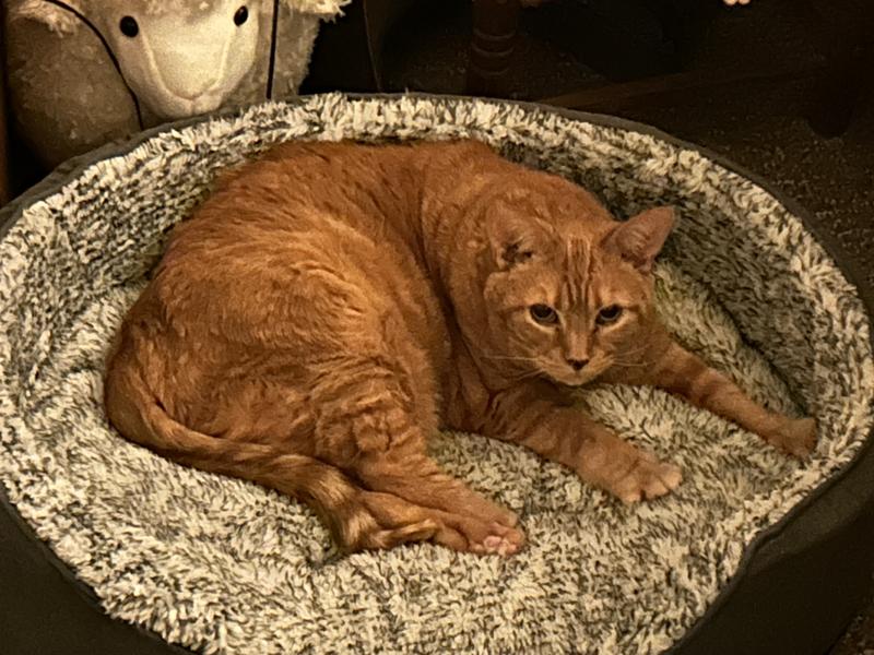 Cupcake in her new bed.