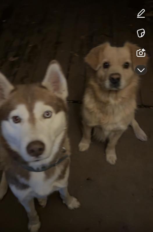 sizes of the dogs for reference!