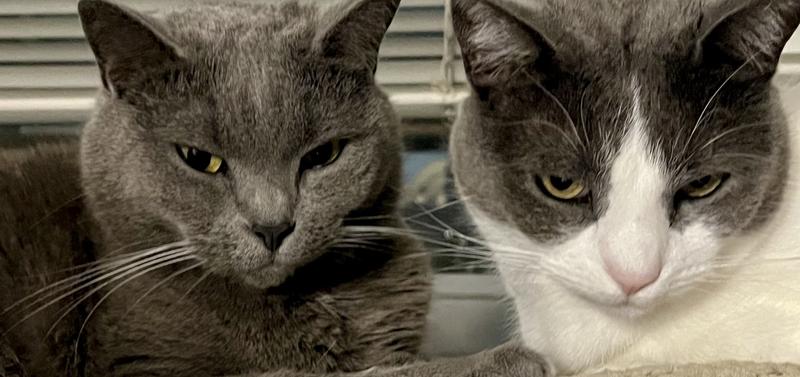 Sisters: Paige (grey)and Harlow