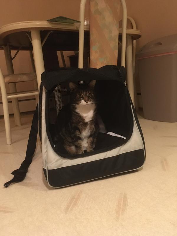 SHERPA Forma Frame Dog & Cat Carrier Bag, Black, XLarge