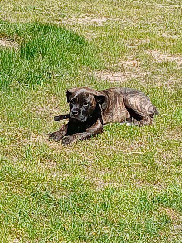 Beautiful shiny coat