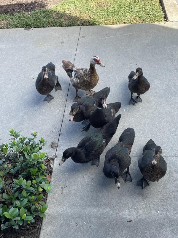 Momma and her babies waiting to be fed