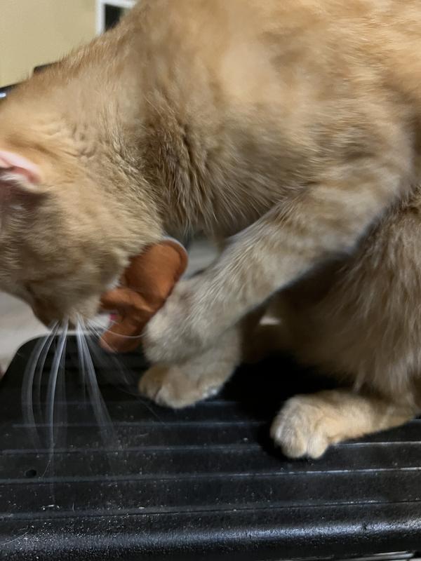 Fresh out of the box, Sunny attacked the gingerbread man.