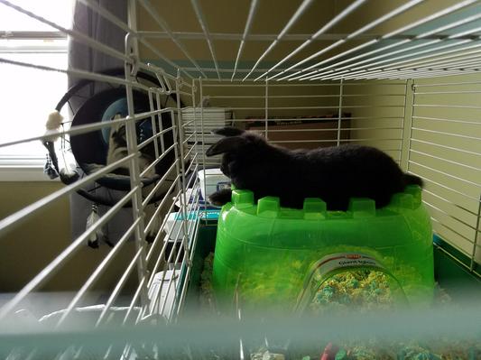 Bunny number 2