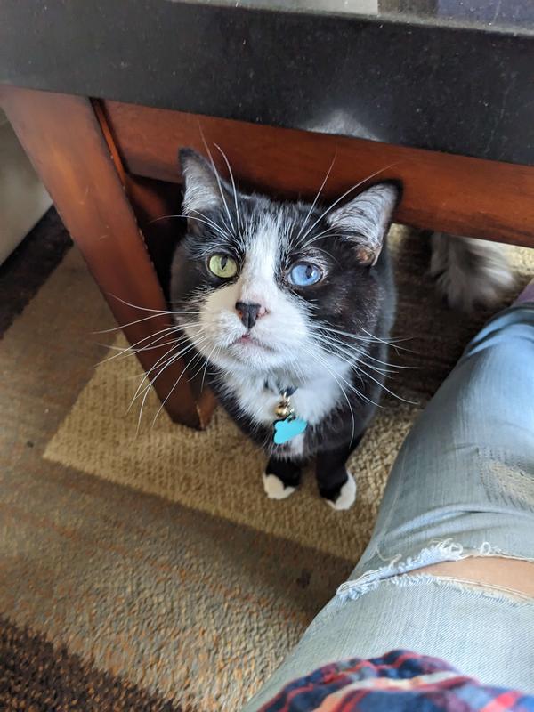 FRISCO Sifting Cat Litter Box, Large, 22in