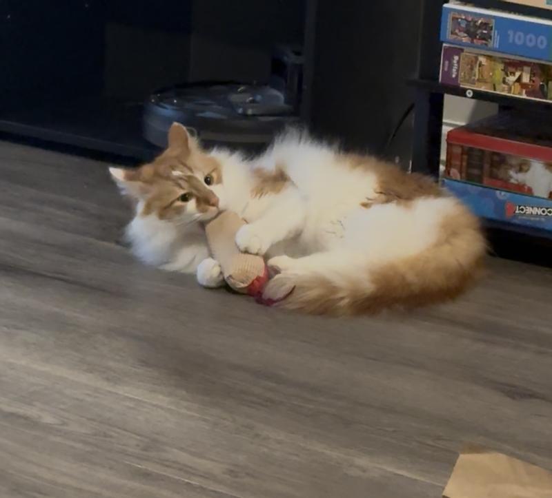 Fletcher with his favorite toy(other than springs)